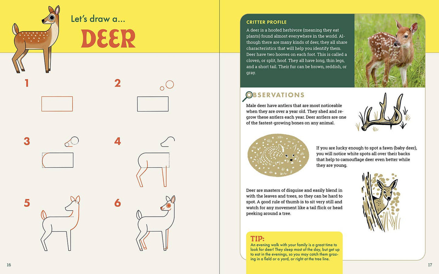 Rocky Nook - The Nature Explorer's Drawing Guide For Kids