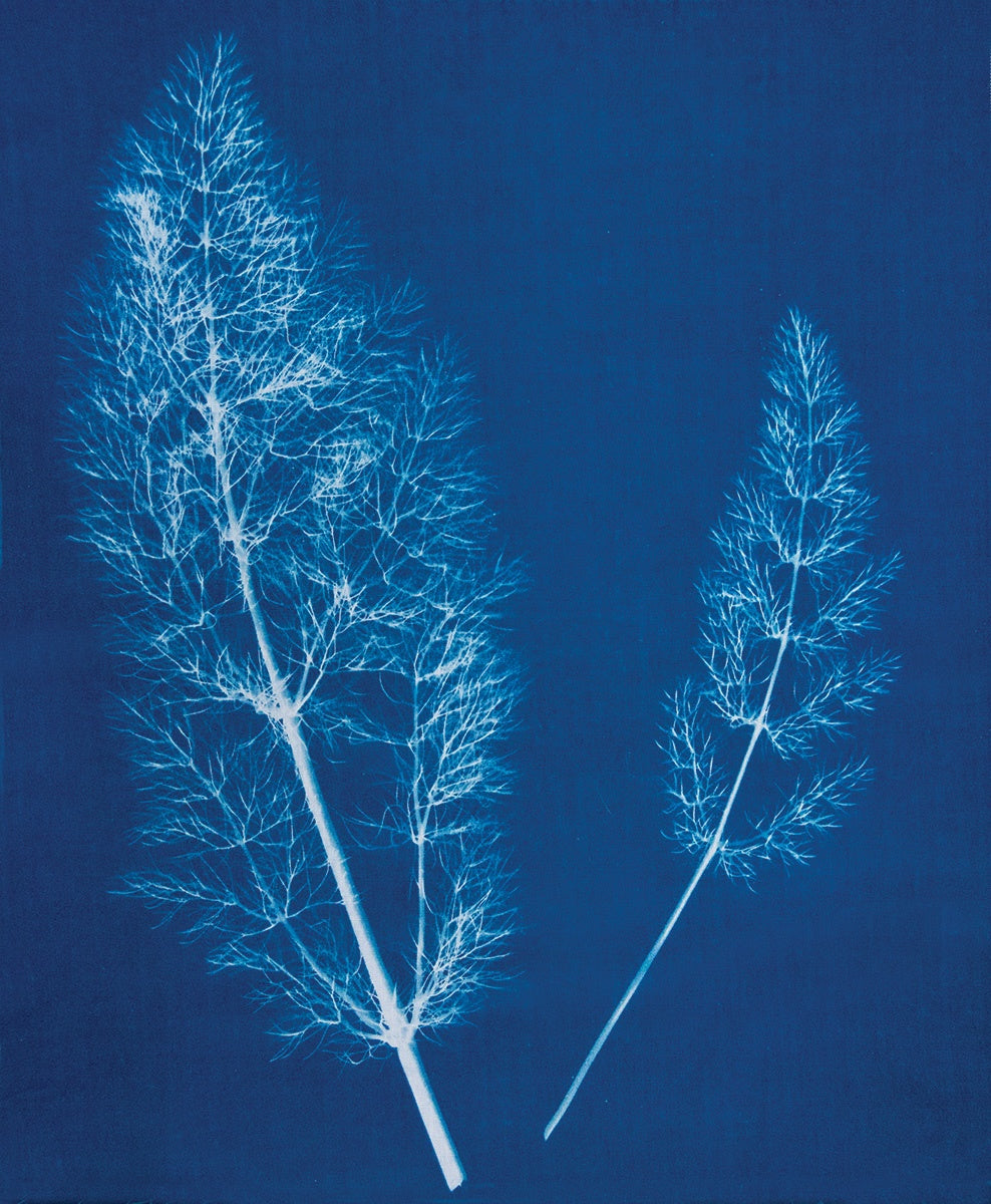 Jacquard Cyanotype Set