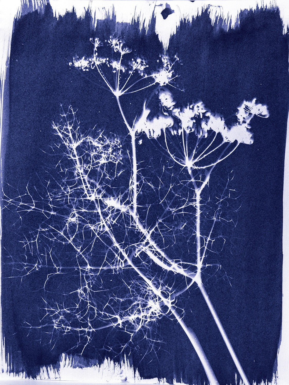 Jacquard Cyanotype Set