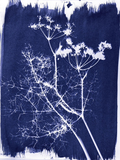 Jacquard Cyanotype Set