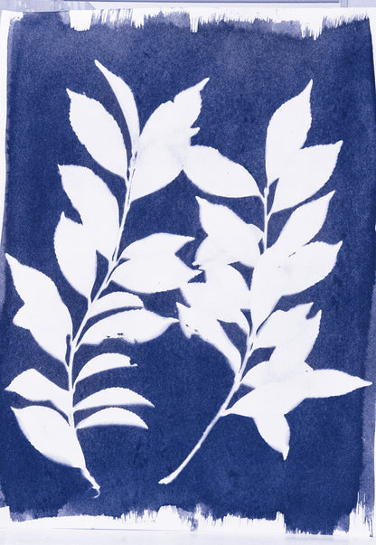 Jacquard Cyanotype Set