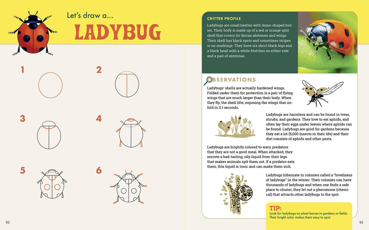 Rocky Nook - The Nature Explorer's Drawing Guide For Kids