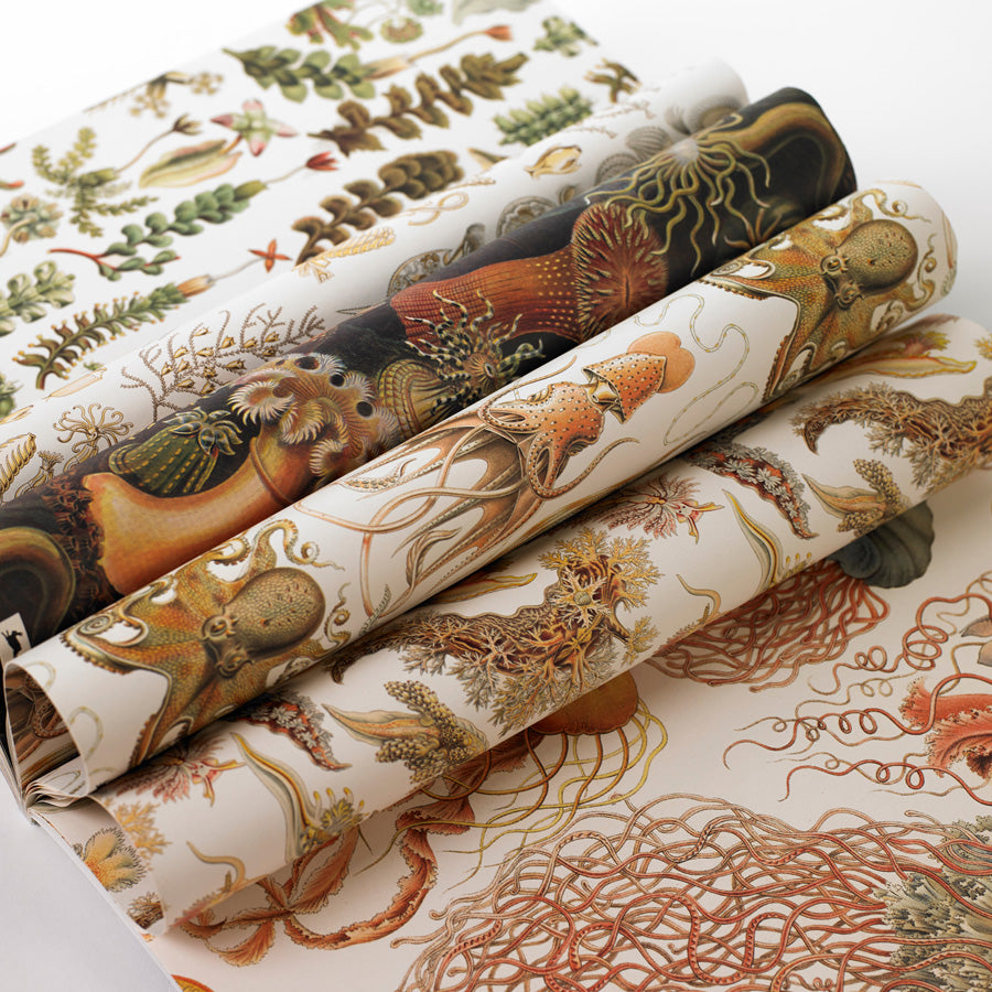 Pepin Gift & Creative Papers