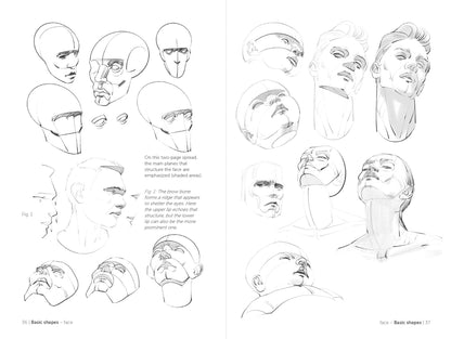 Rocky Nook - Morpho: Face, Head, And Neck