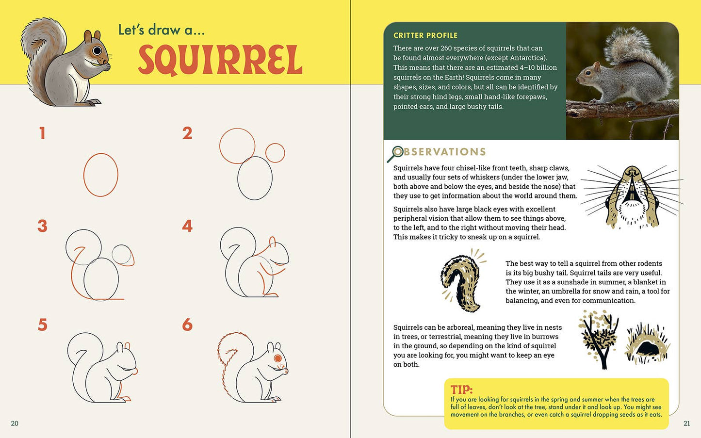 Rocky Nook - The Nature Explorer's Drawing Guide For Kids